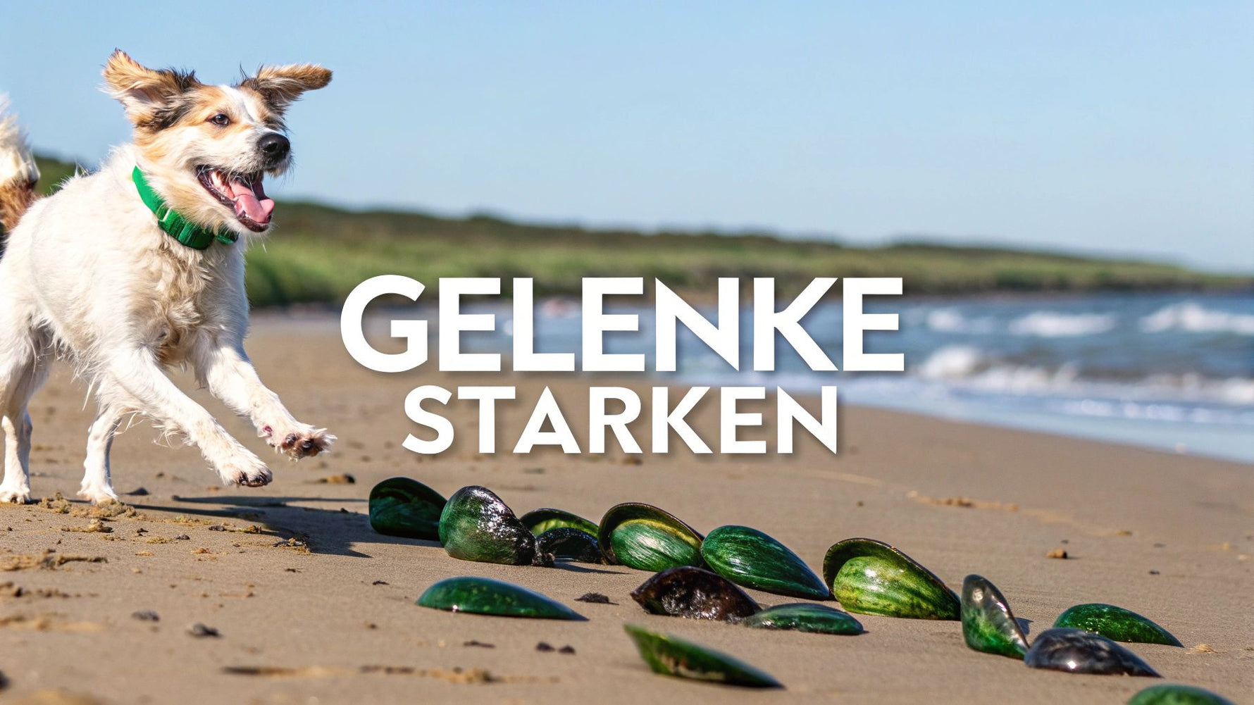 Grünlippmuschelextrakt für Hund Gelenke natürlich stärken