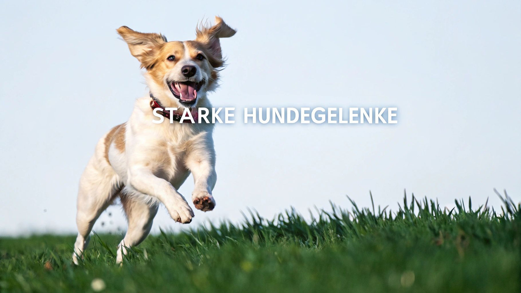 Hund Nahrungsergänzung Gelenke: Mehr Mobilität für Ihren Hund