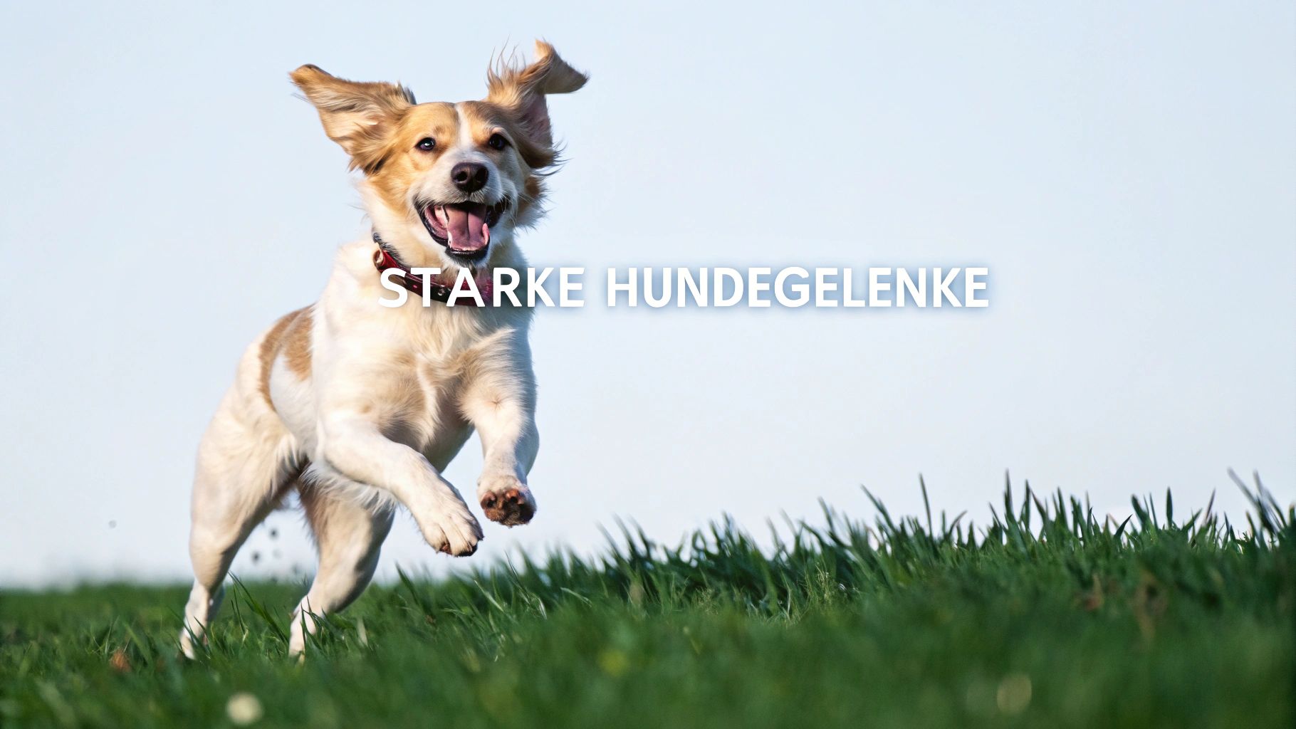 Hund Nahrungsergänzung Gelenke: Mehr Mobilität für Ihren Hund