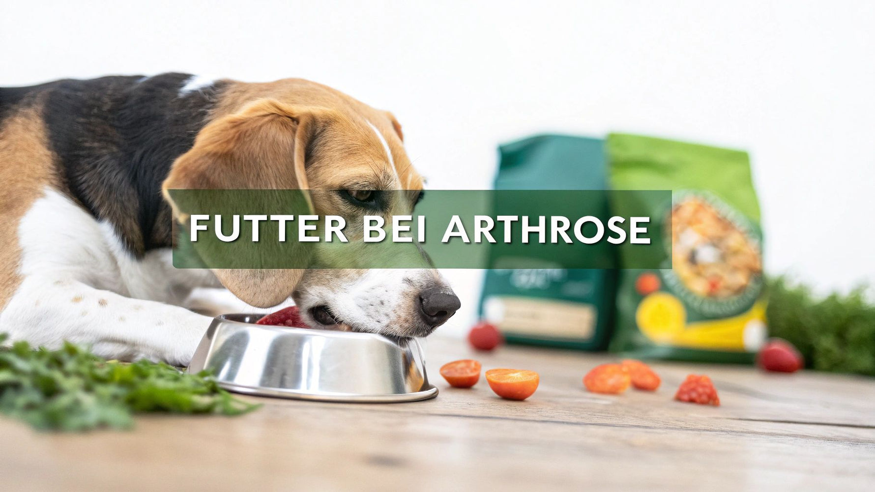 Futter für Hunde mit Arthrose das wirklich hilft