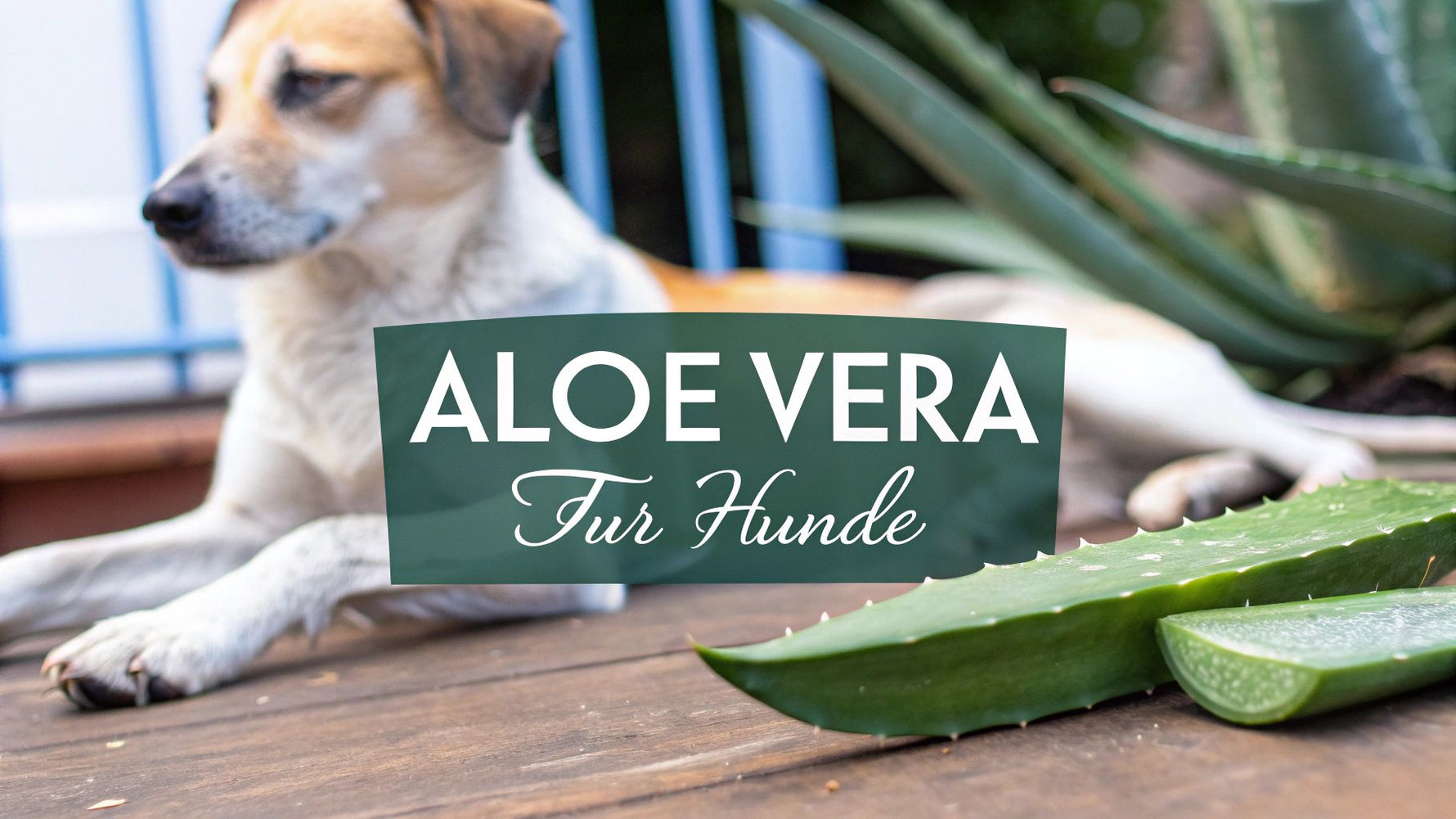 Aloe Vera für den Hund: Tipps & sichere Anwendung