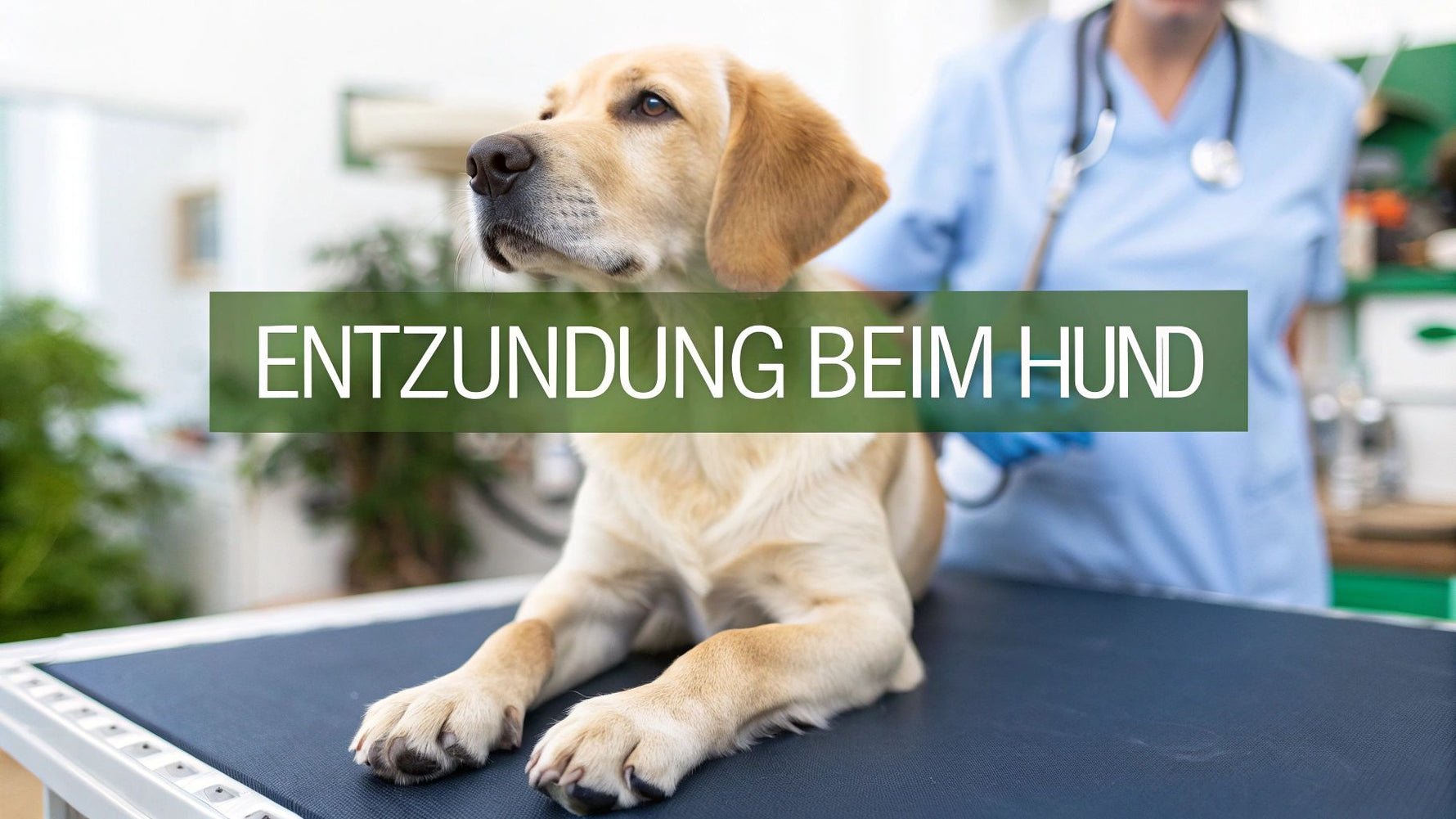 Entzündung beim Hund: Ursachen, Symptome & Behandlung