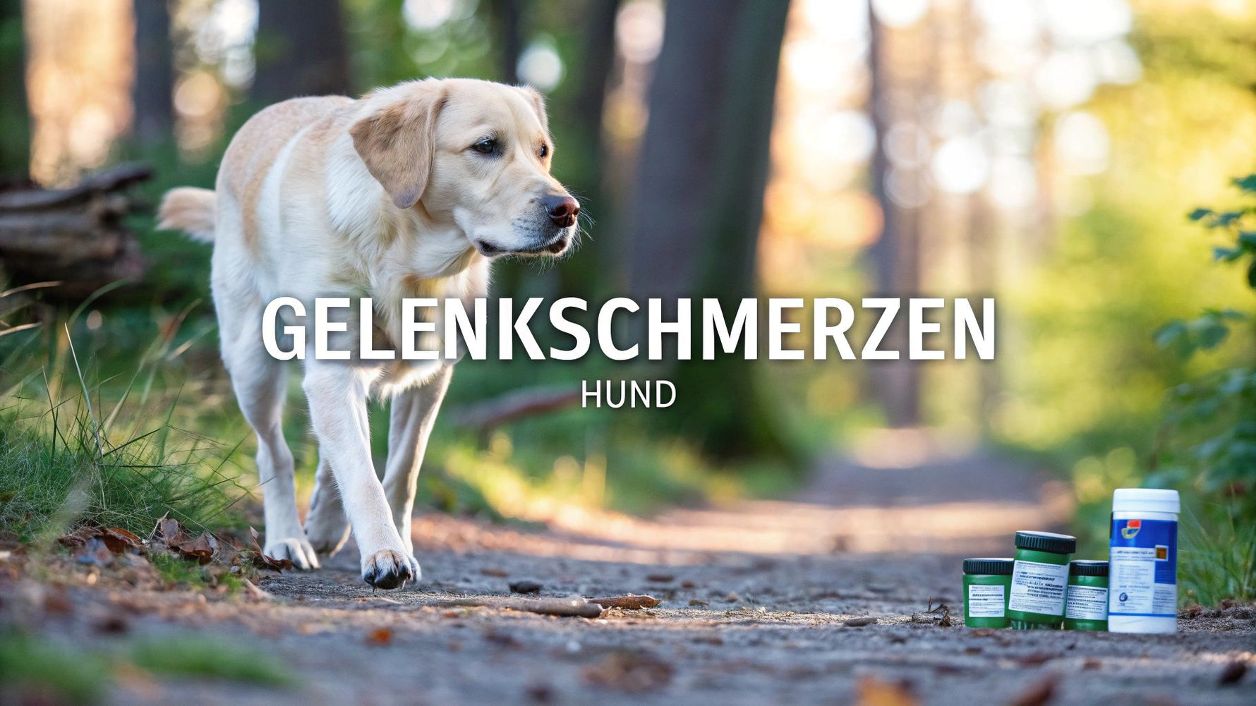 Gelenkschmerzen Hund: Ursachen, Linderung & Tipps