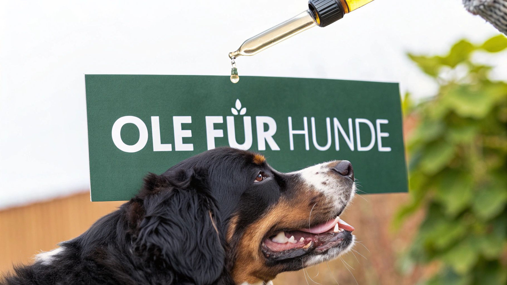 Die besten Öle für Hunde und ihre Wirkung