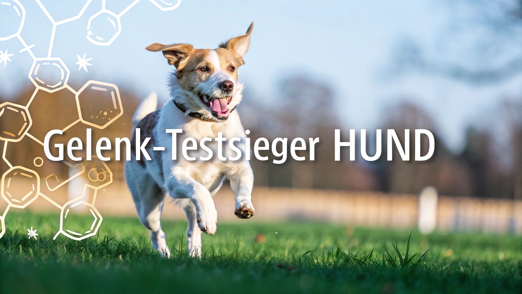 Gelenktabletten Hund Testsieger für gesunde Gelenke