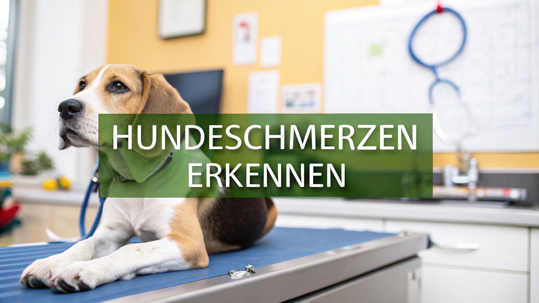 Schmerzen bei Hunden sicher erkennen und lindern