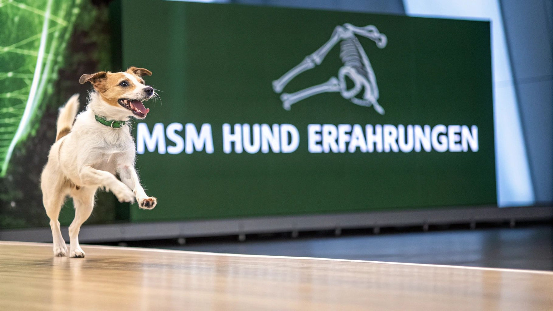7 Echte MSM Hund Erfahrungen: Einblicke & Analysen 2025