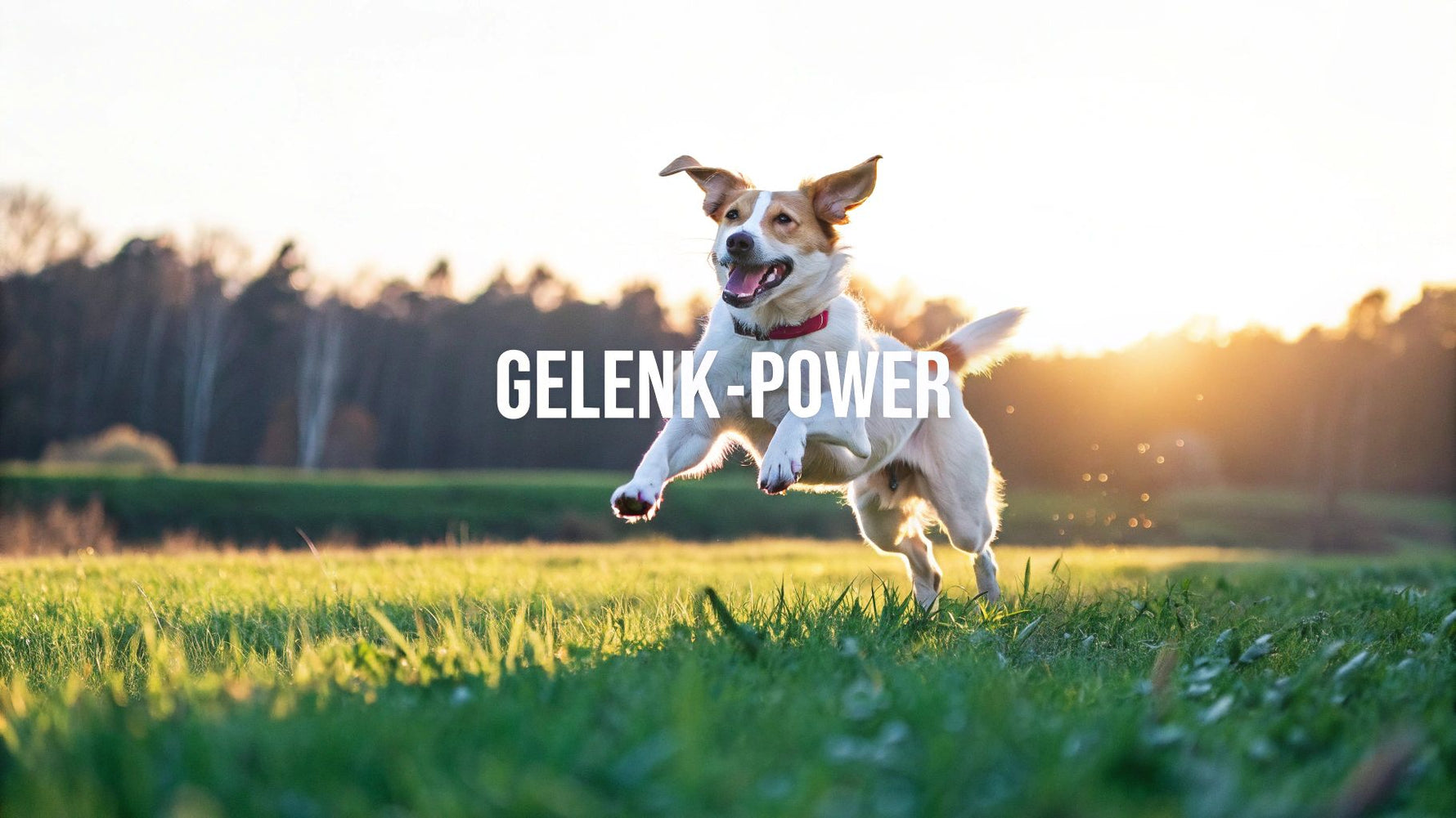 Ergänzungsfutter Hund Gelenke – Mobilität unterstützen