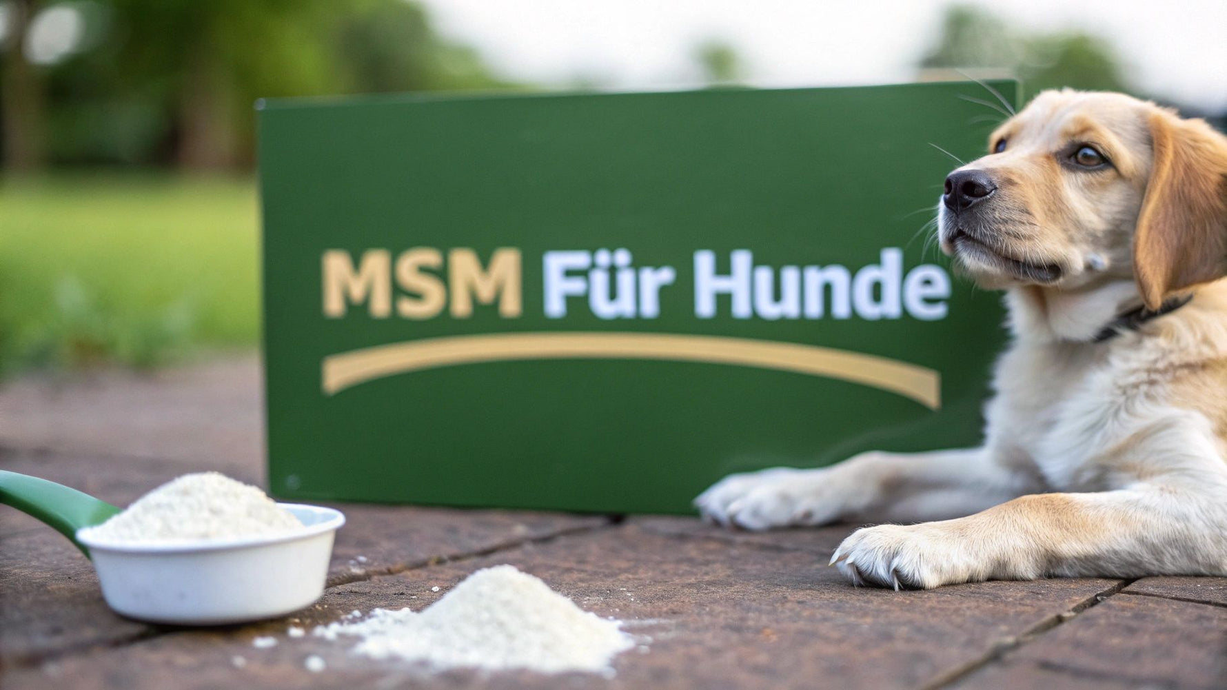 Ihr ratgeber für MSM pulver für hunde