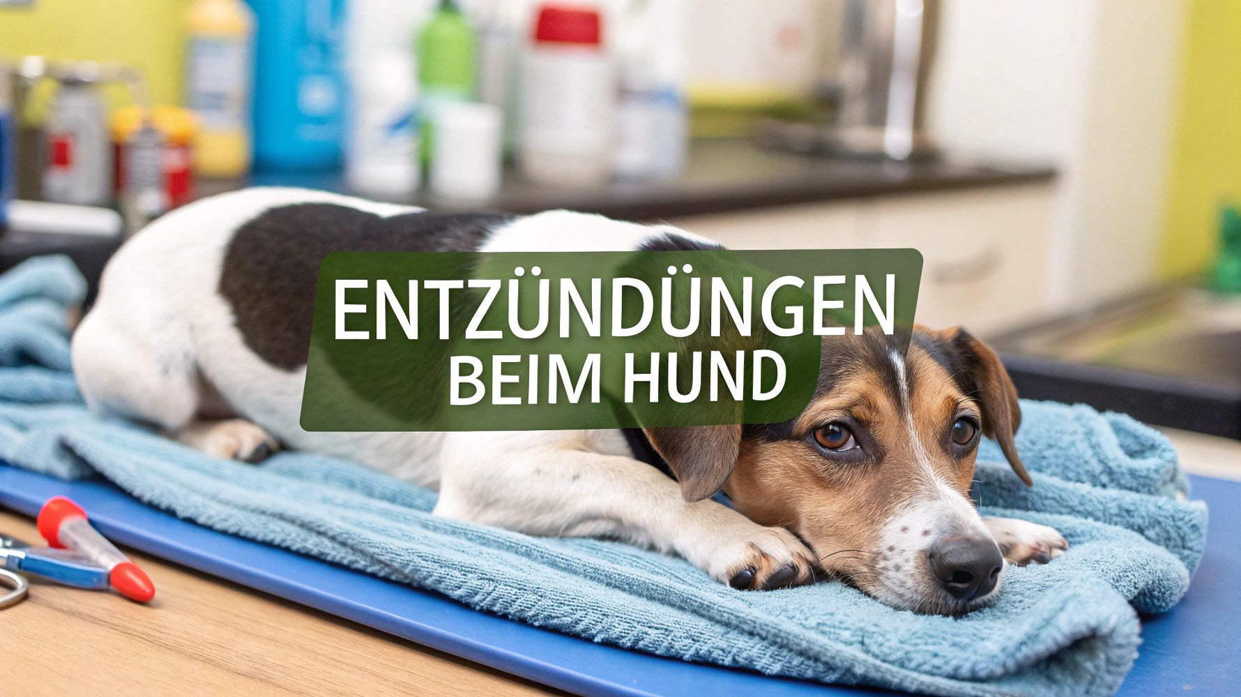 Entzündungen beim Hund verstehen und richtig handeln