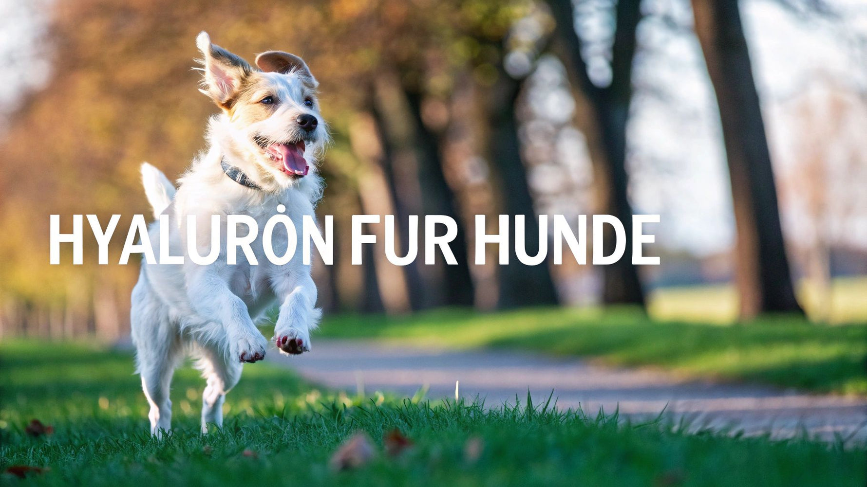 Hyaluron für Hunde: Mehr Bewegung & Gelenkgesundheit