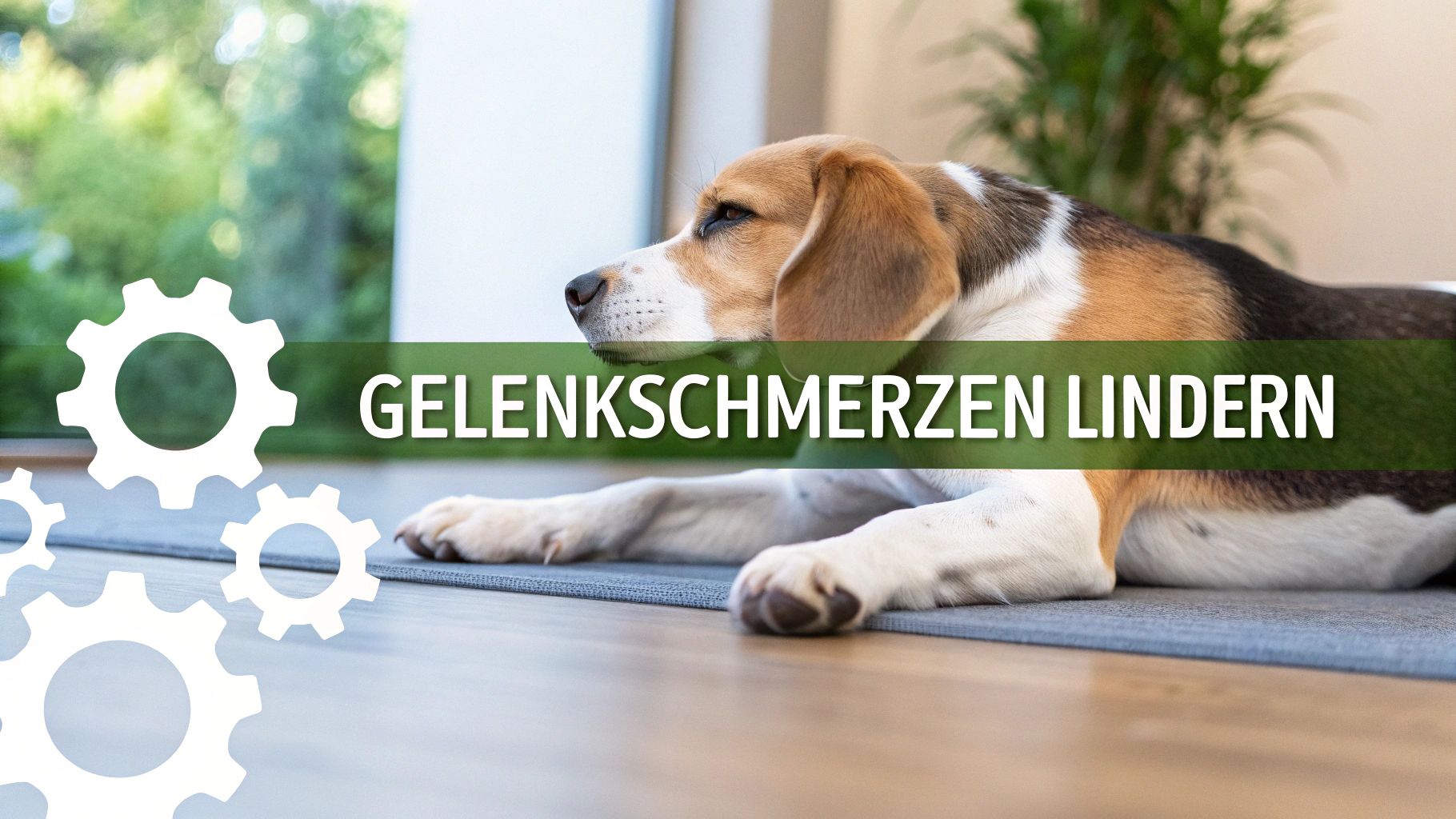 Gelenkschmerzen beim Hund verstehen & lindern | Ratgeber