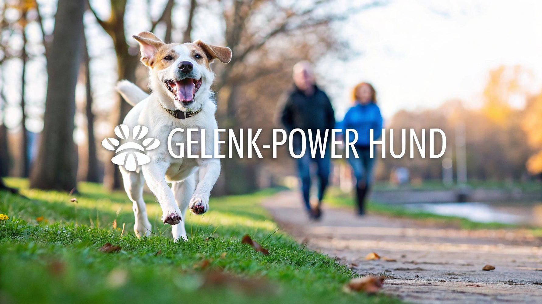 Hund Gelenk Tabletten – Effektive Unterstützung für Ihren Hund