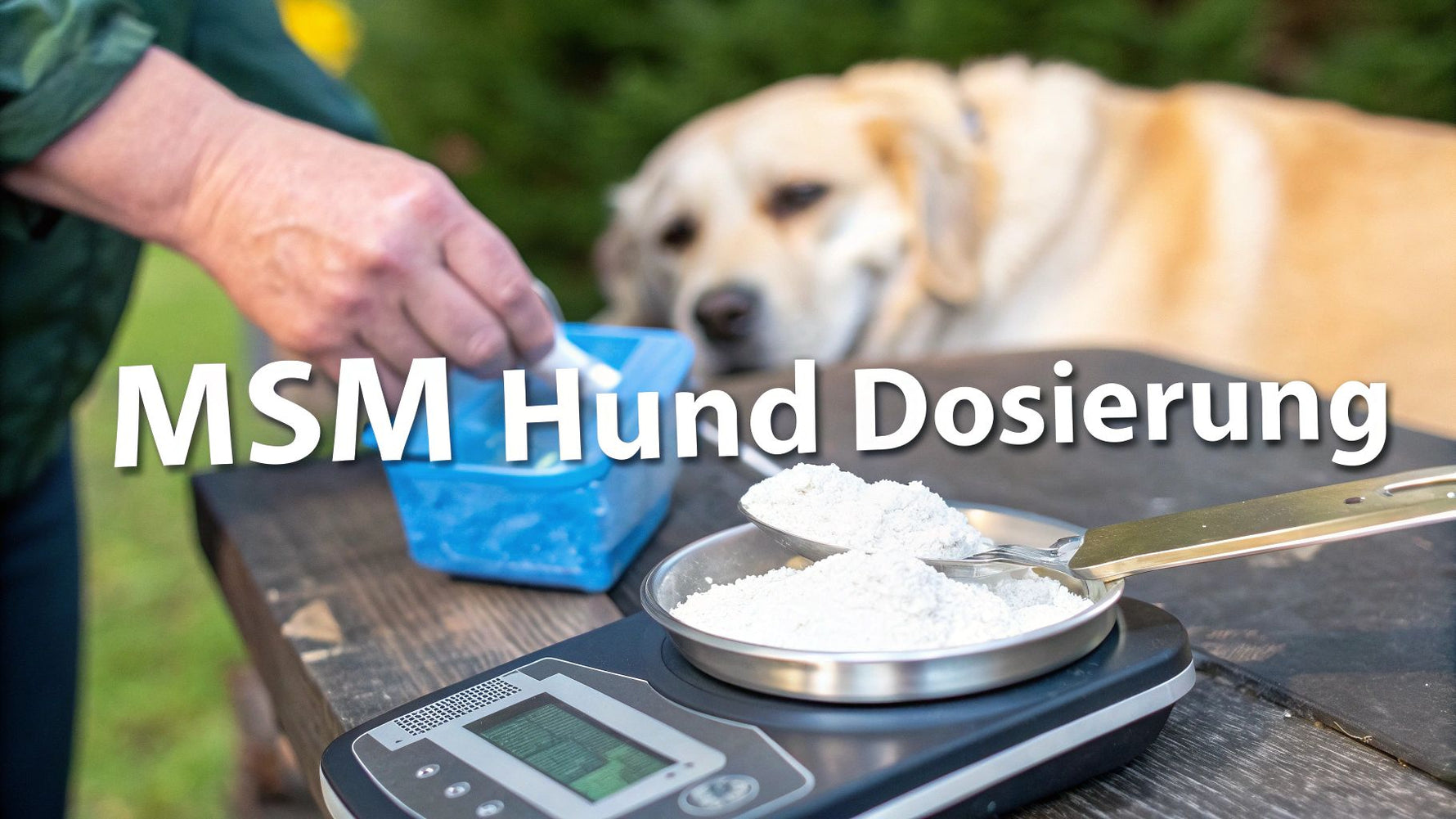 MSM Hund Dosierung: Ihr praktischer Leitfaden