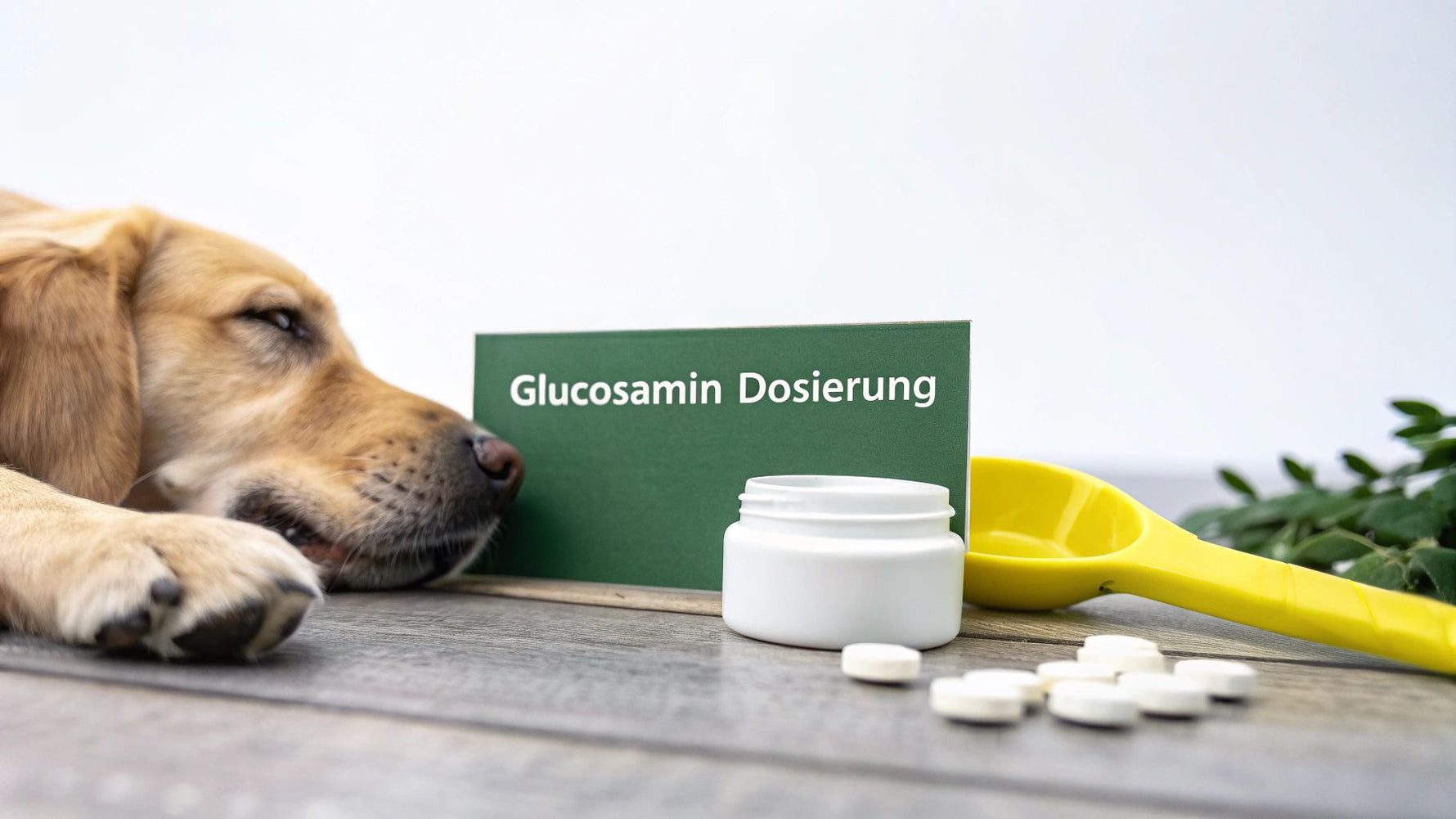 Glucosamin für Hunde Dosierung richtig anwenden