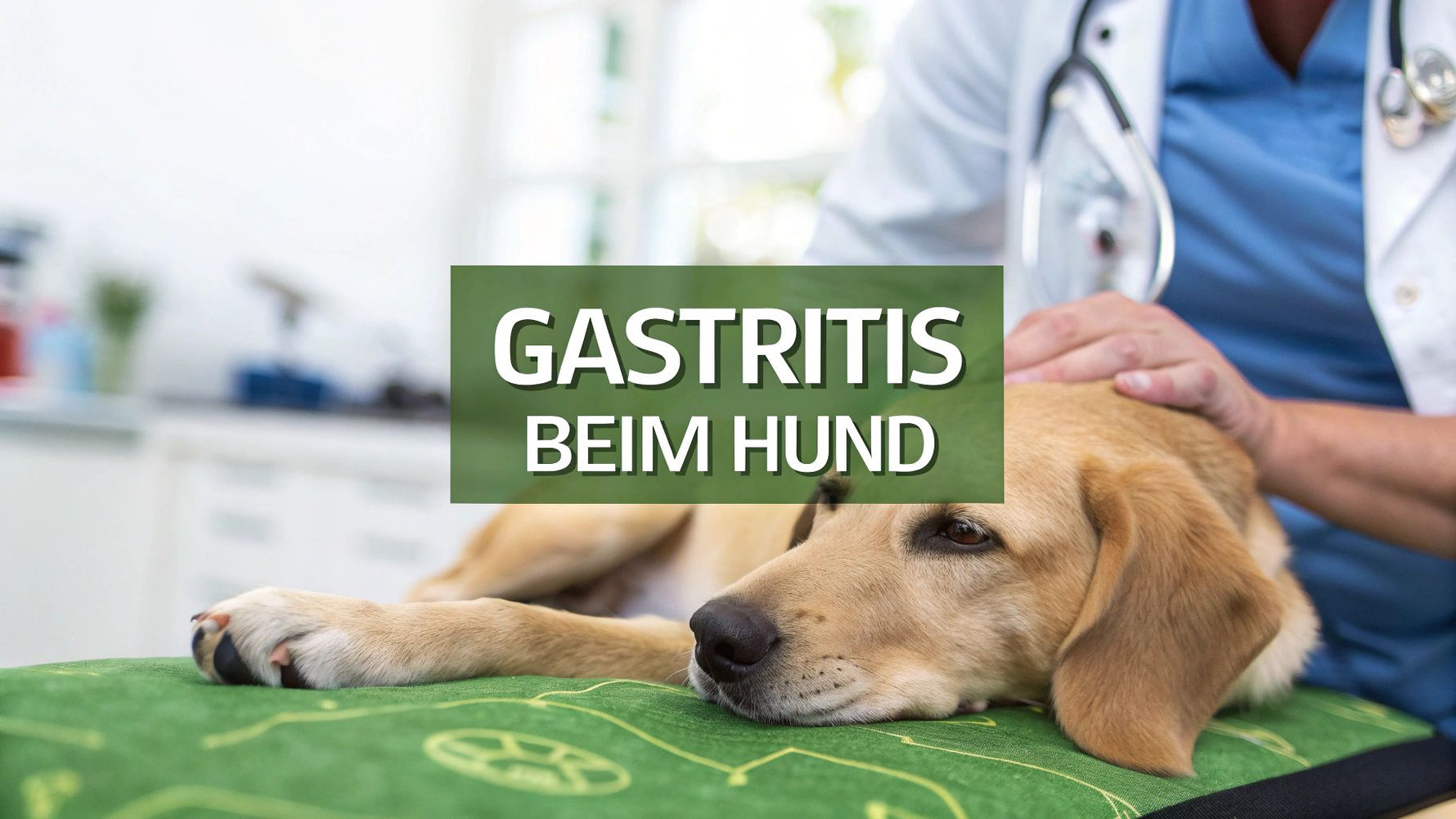 Magenschleimhaut entzündung hund verstehen und behandeln