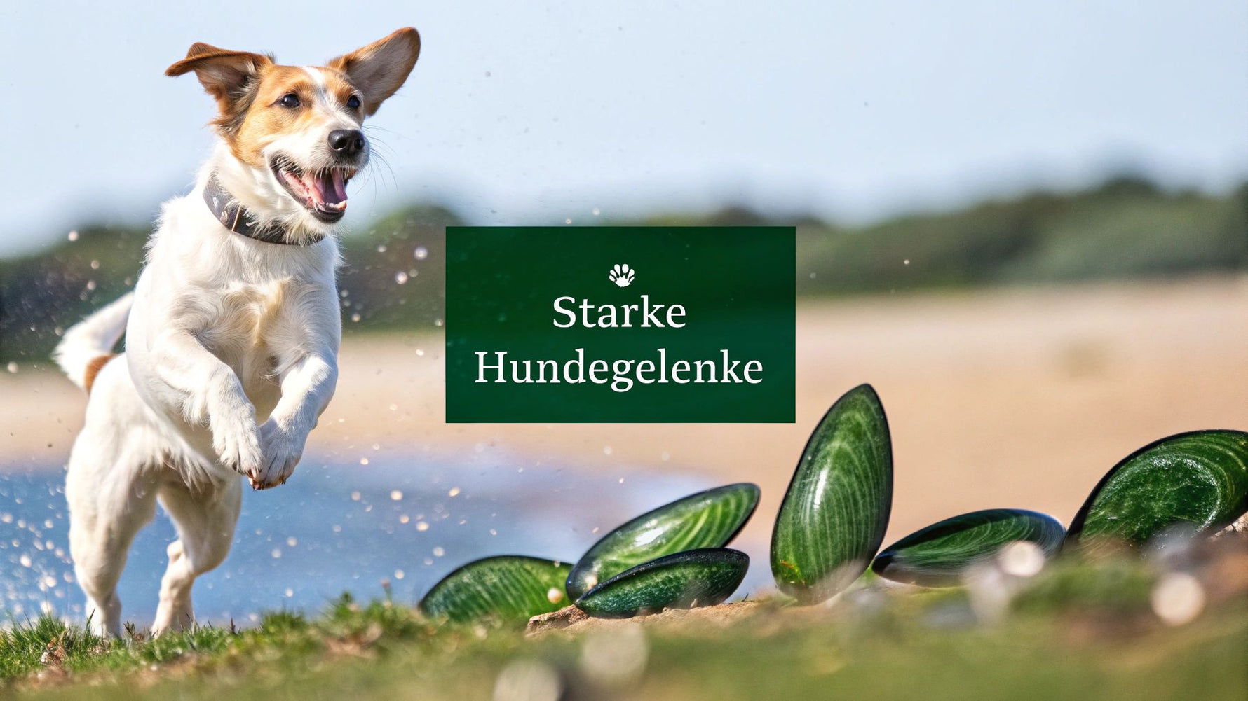 Grünlippmuschel kapseln für hunde als bewährte Gelenkunterstützung