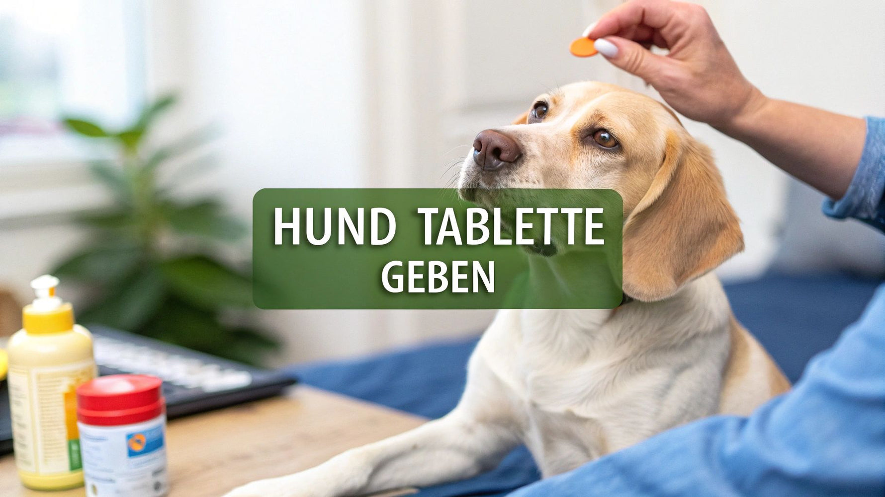 Hund tablette geben leicht und zuverlässig meistern