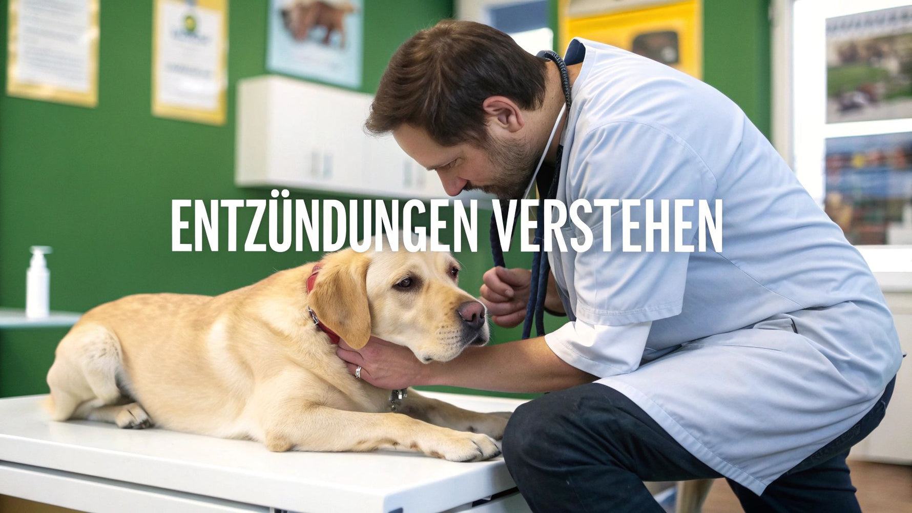 Entzündungen bei hunden verstehen und effektiv behandeln