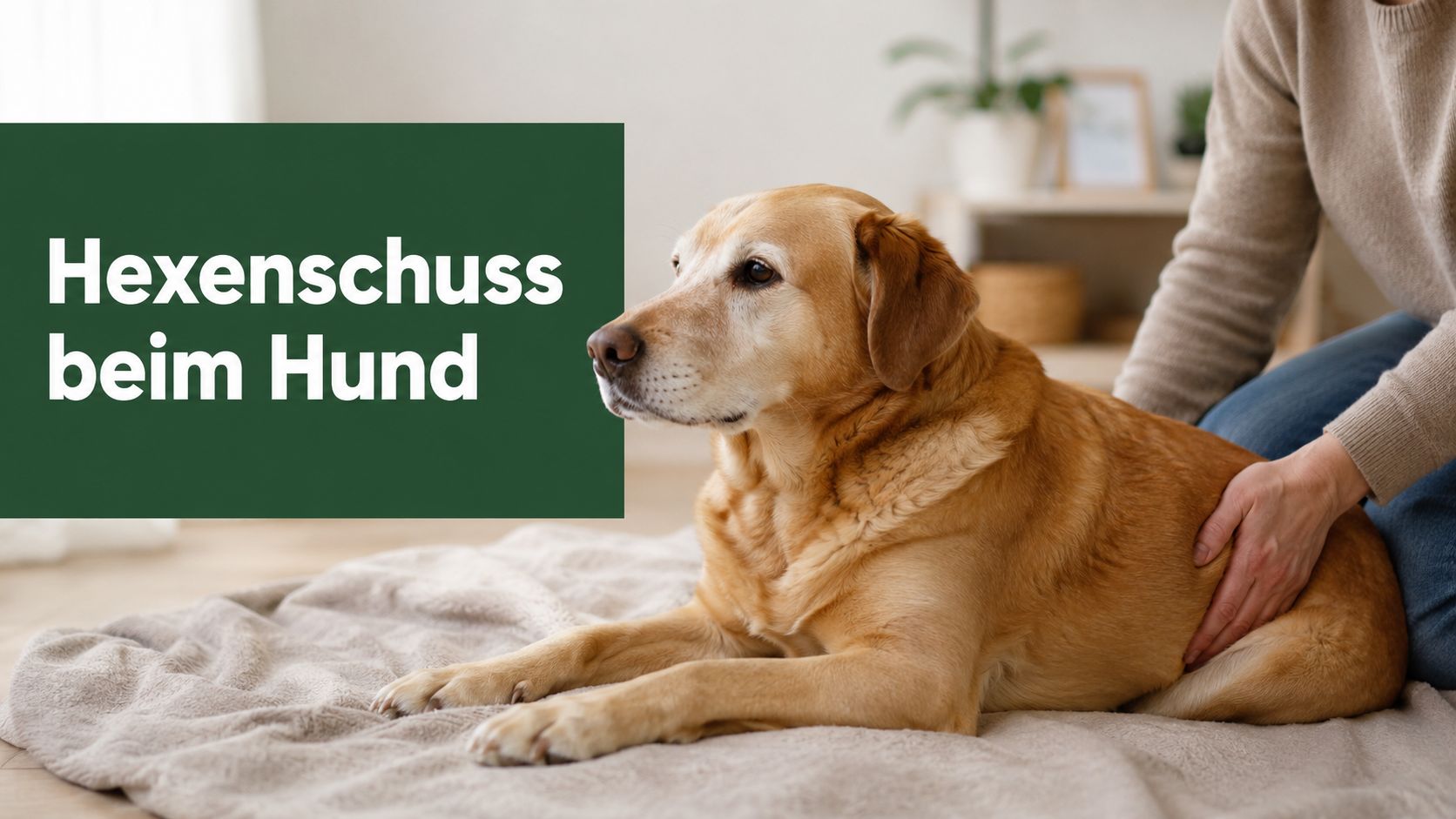 Hexenschuss beim Hund: Symptome & Erste Hilfe