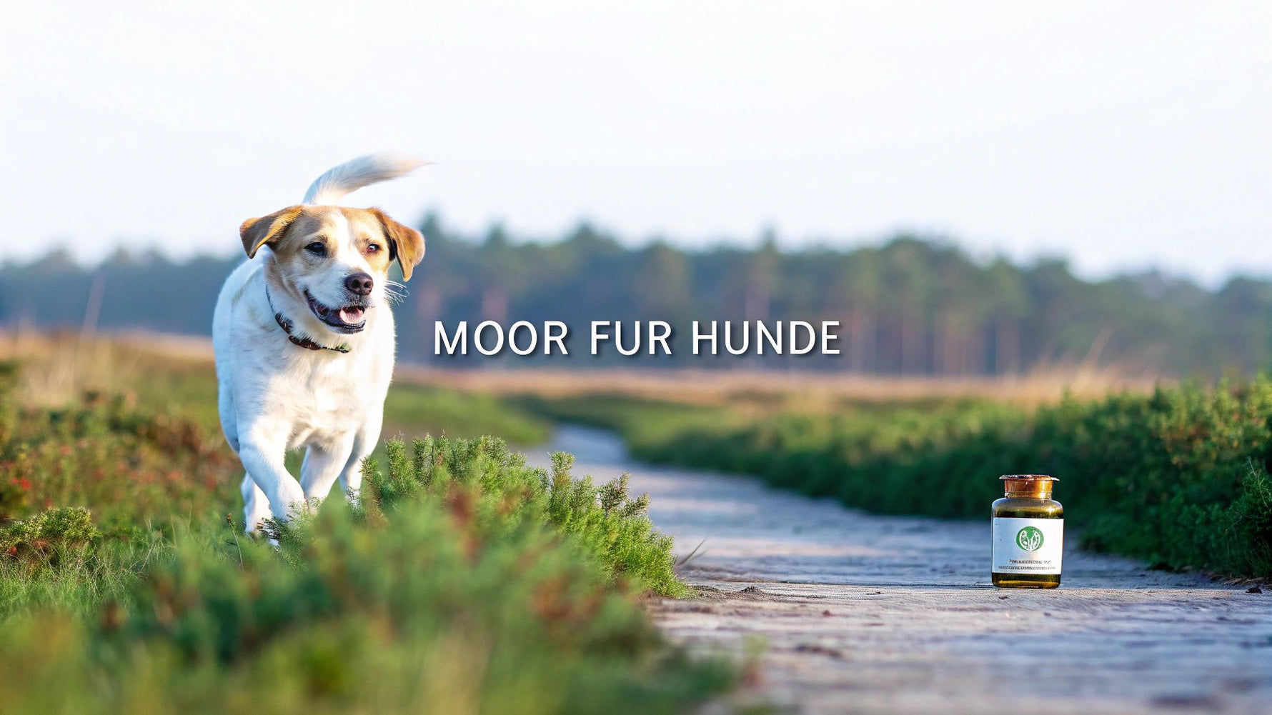 Moor für hunde als natürliche unterstützung für gelenke und verdauung