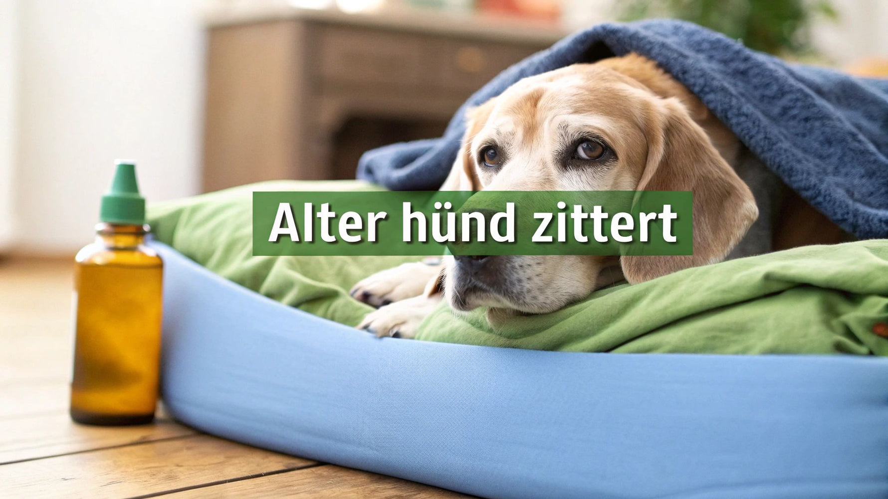Alter hund zittert: Ursachen, lösungen und wann sie handeln müssen