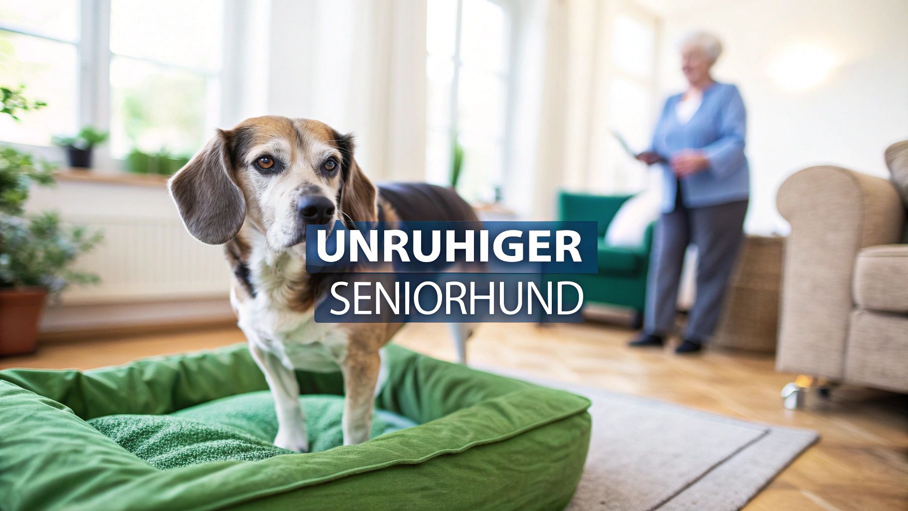 Tipps: alter hund läuft unruhig hin und her - Ursachen & Sofortmaßnahmen