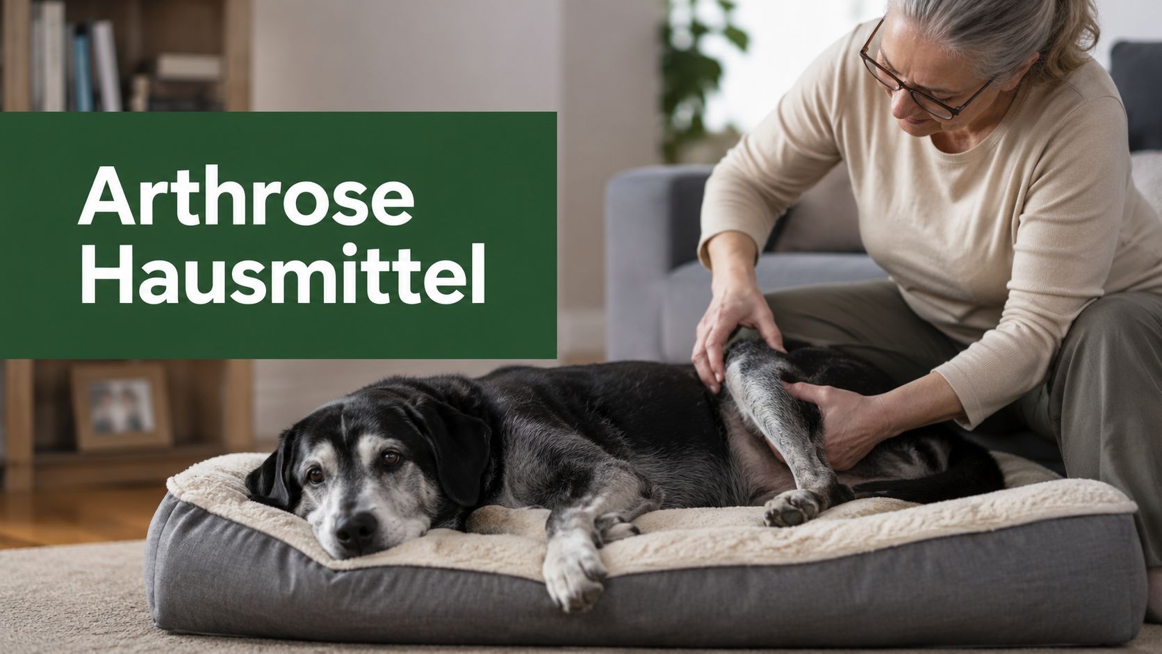 Arthrose Hund Hausmittel: Sanfte Hilfe bei Gelenkschmerzen