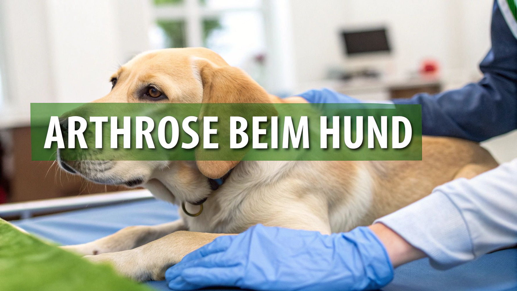 Arthrose beim hund behandlung ein umfassender ratgeber