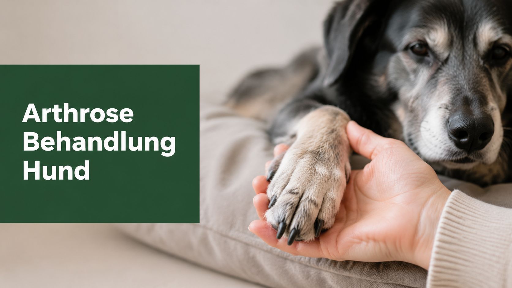 Arthrose Behandlung Hund: Therapien & Ratgeber 2026