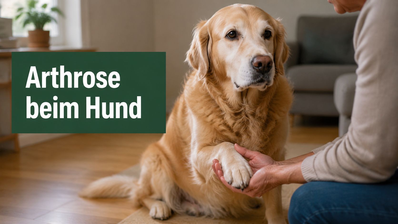 Arthrose beim Hund erkennen – Symptome und erste Hilfe