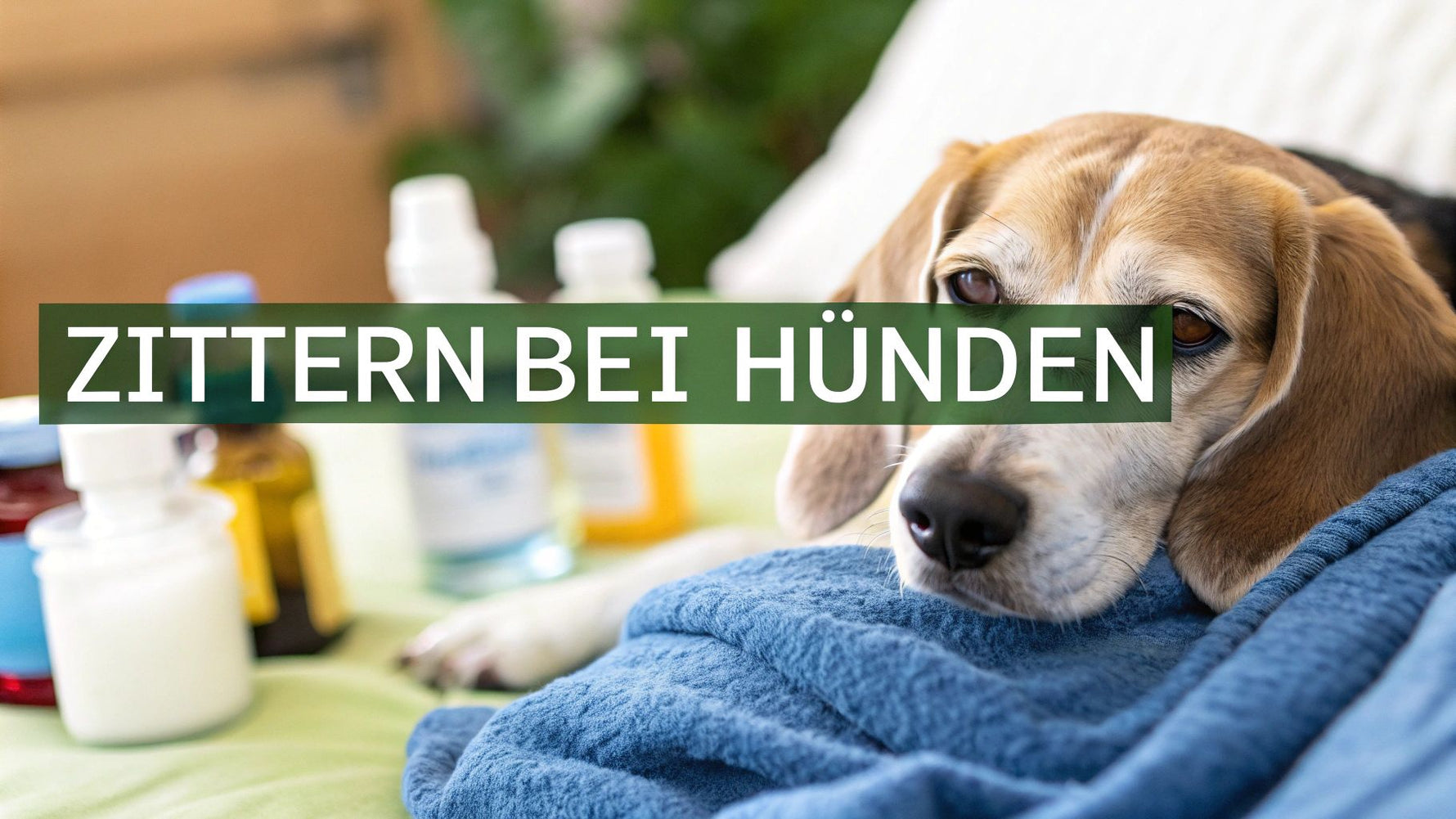 Zittern bei alten Hunden der ultimative Ratgeber für Ursachen und Hilfe