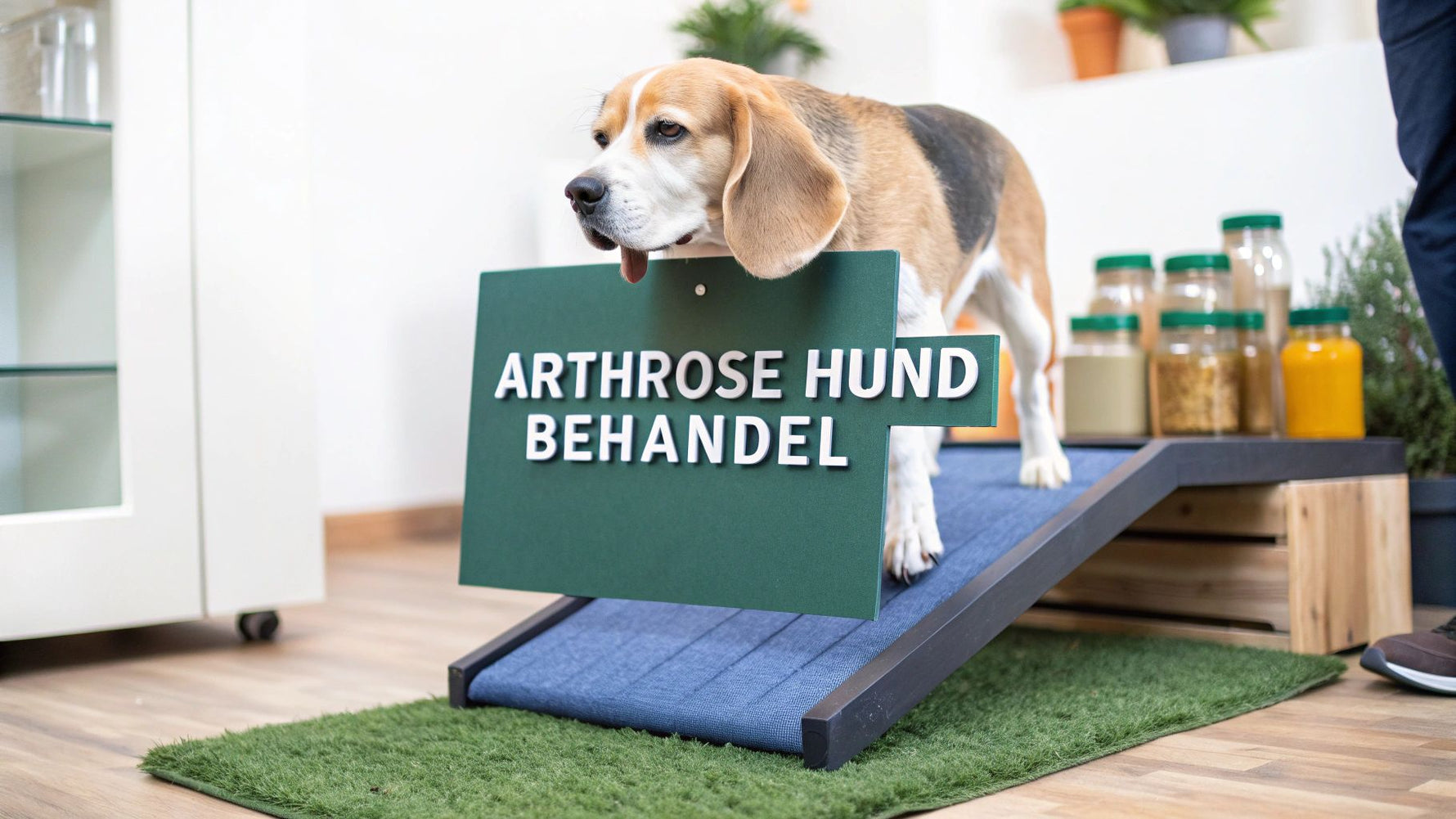 arthrose hund behandeln: Mehr Lebensqualität für den Hund