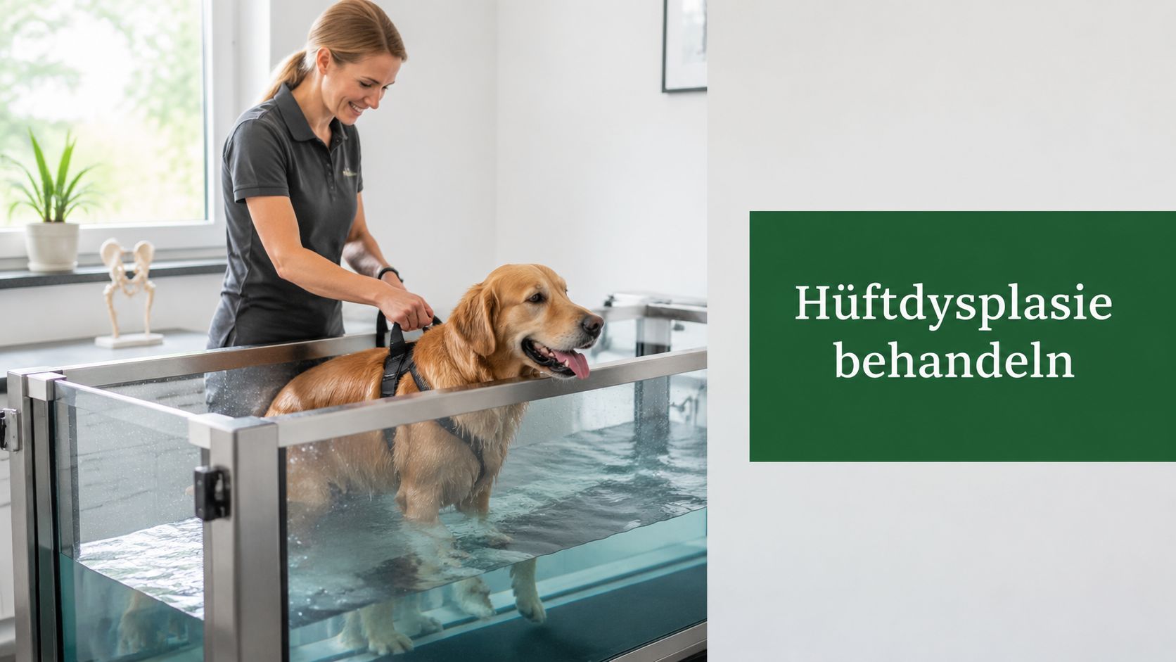 Hüftdysplasie Hund behandeln: Die besten Methoden 2026