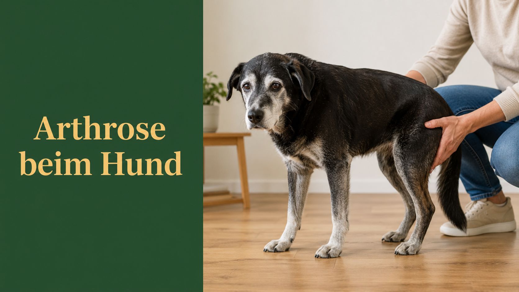 Behandlung Arthrose beim Hund: Ratgeber & Therapien 2026