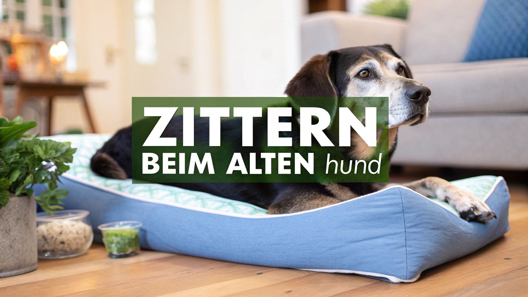 Zittern beim alten hund: Ursachen und Hilfe (zittern beim alten hund)