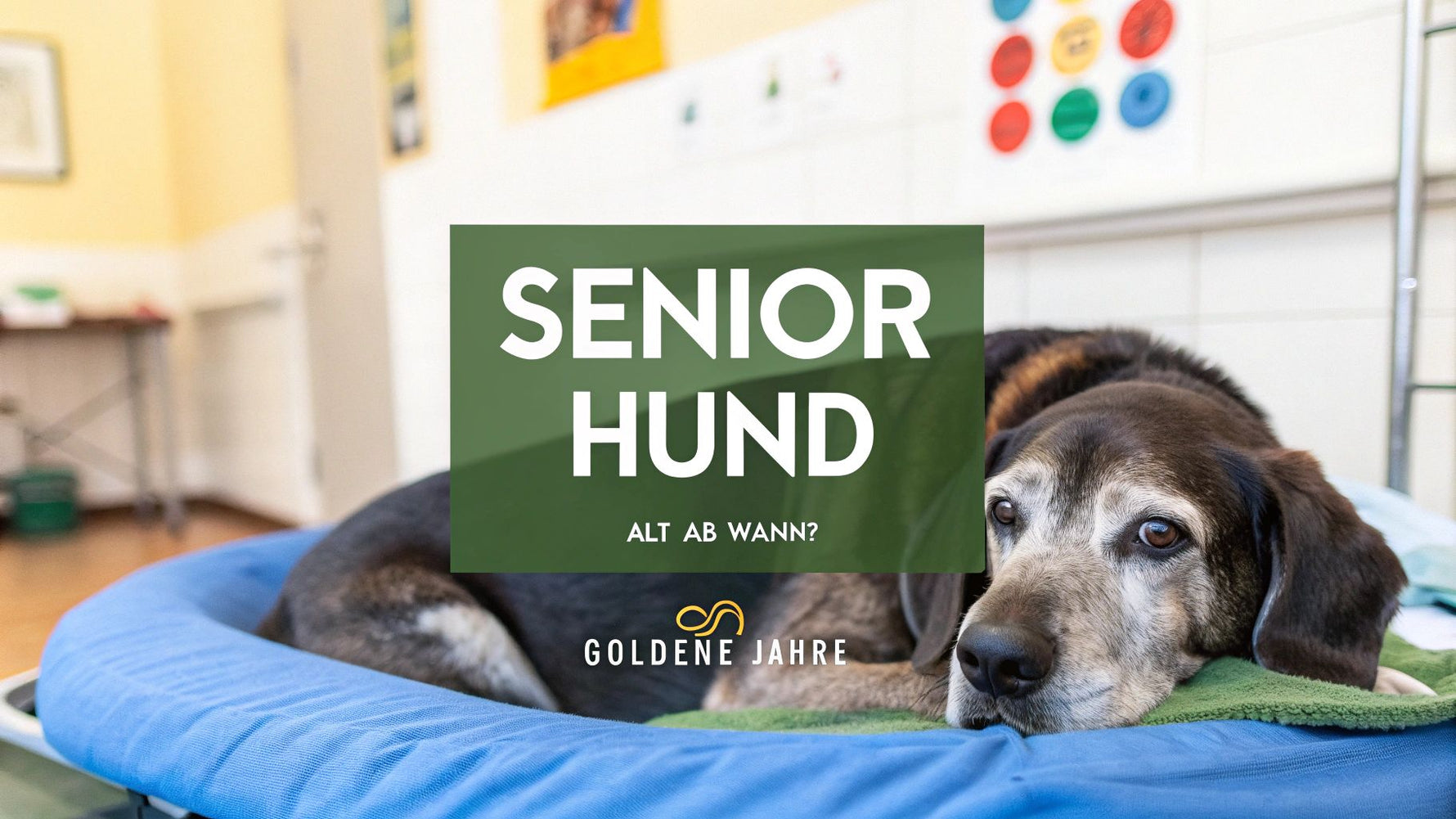 Ab wann ist ein Hund alt? Ein praktischer Leitfaden für die goldenen Jahre