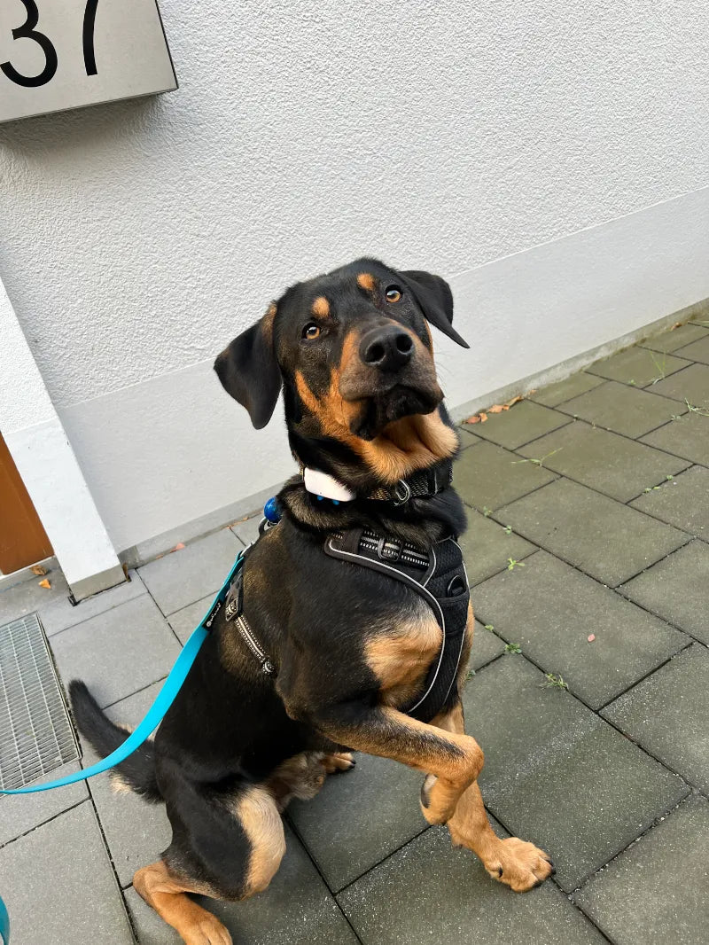 Hund_Gelenkschmerzen_Arthrose_Dr_Wuffy