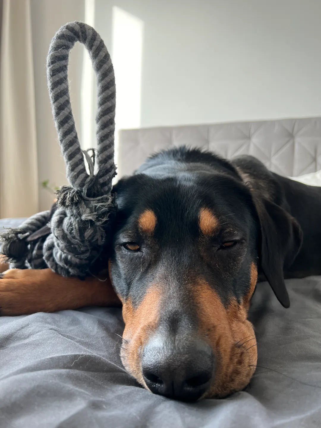 Hund_Muede_Gelenkschmerzen_Dr_Wuffy